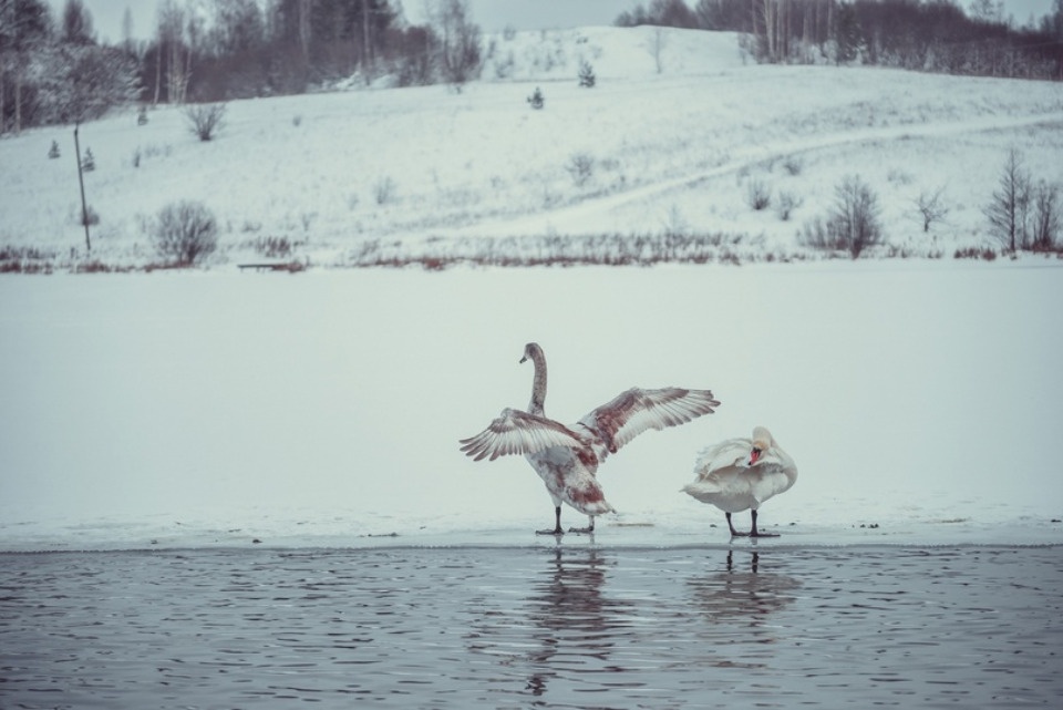 Краевед рассказал, как в Изборске появились лебеди