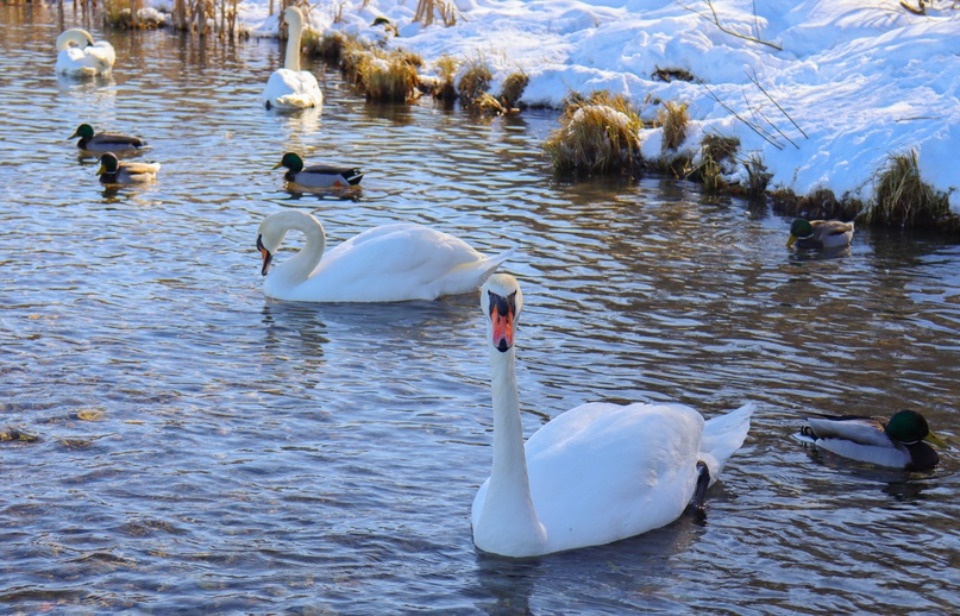 Краевед рассказал, как в Изборске появились лебеди
