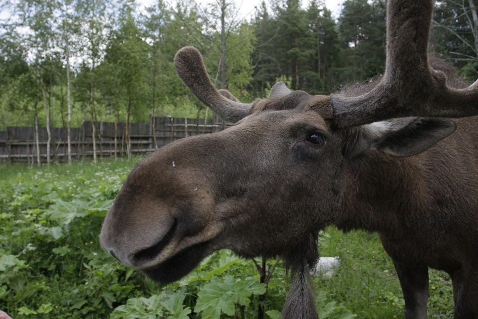 В мире животных 