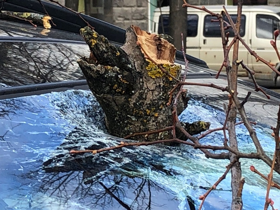  Водителям, чьи машины пострадали при падении деревьев в Пскове, возместят ущерб