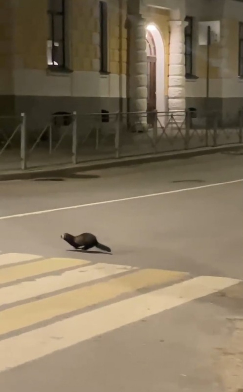 По улице Некрасова в Пскове бегал хорек