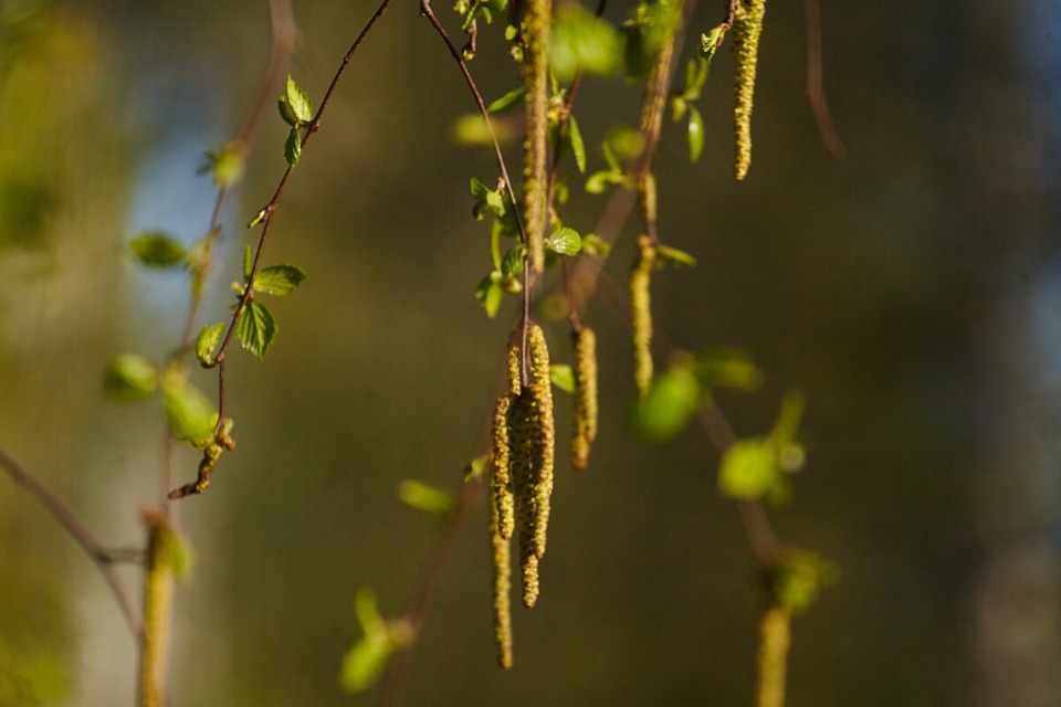 В апреле в Псковской области прогнозируется до +14 градусов 