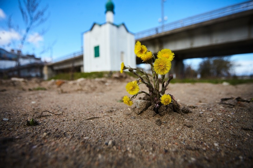 До +19 градусов ожидается в Псковской области 10 апреля 