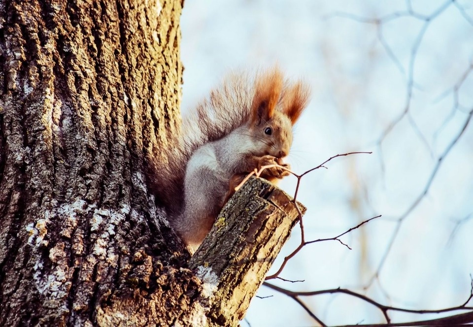 До +20 градусов прогреется воздух в Псковской области 12  апреля