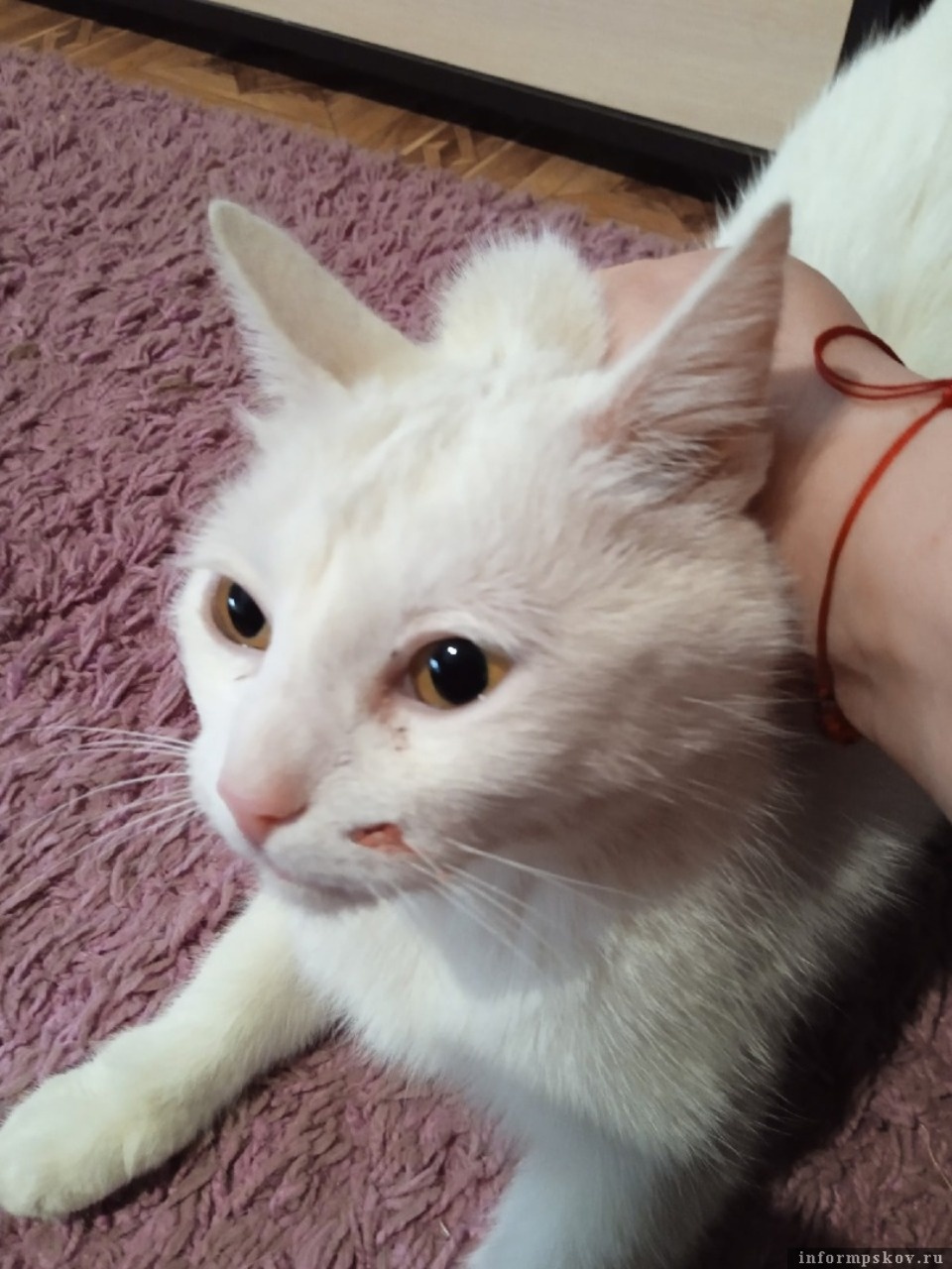 Неизвестный стреляет из пневматического оружия по котам в Новоржеве 