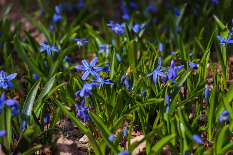 Солнечный день ожидается в Псковской области 14 апреля
