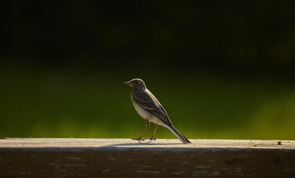 До +17 градусов прогреется воздух в Псковской области 18 апреля