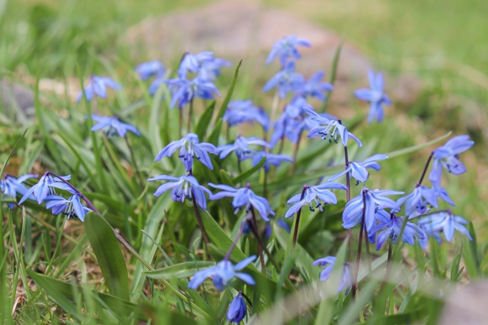 До +19 градусов прогреется воздух в Псковской области 20 апреля 