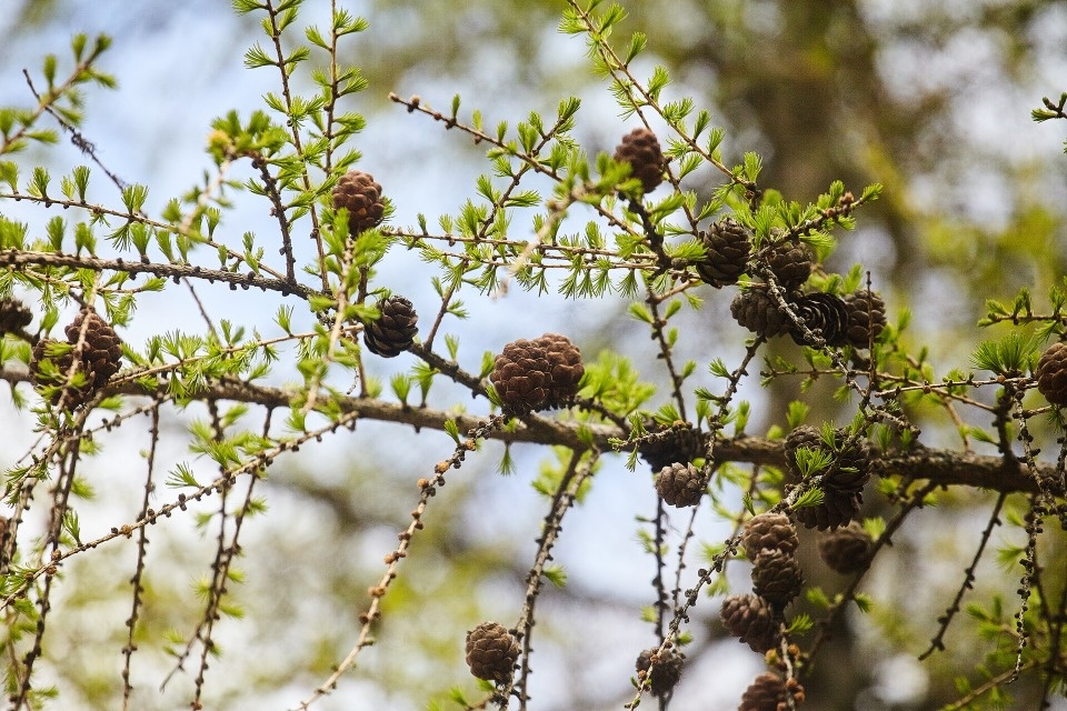 Теплый день ожидается в Псковской области 21 апреля Теплый день ожидается в Псковской области 21 апреля