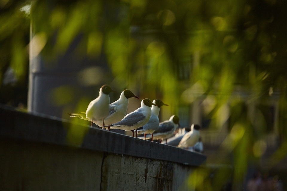 Жаркий день ожидается в Псковской области 24 апреля 