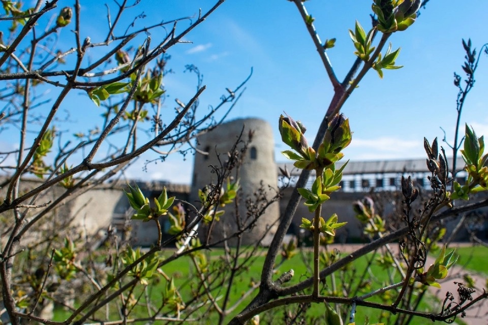 Обработку против клещей проведут в Изборском музее