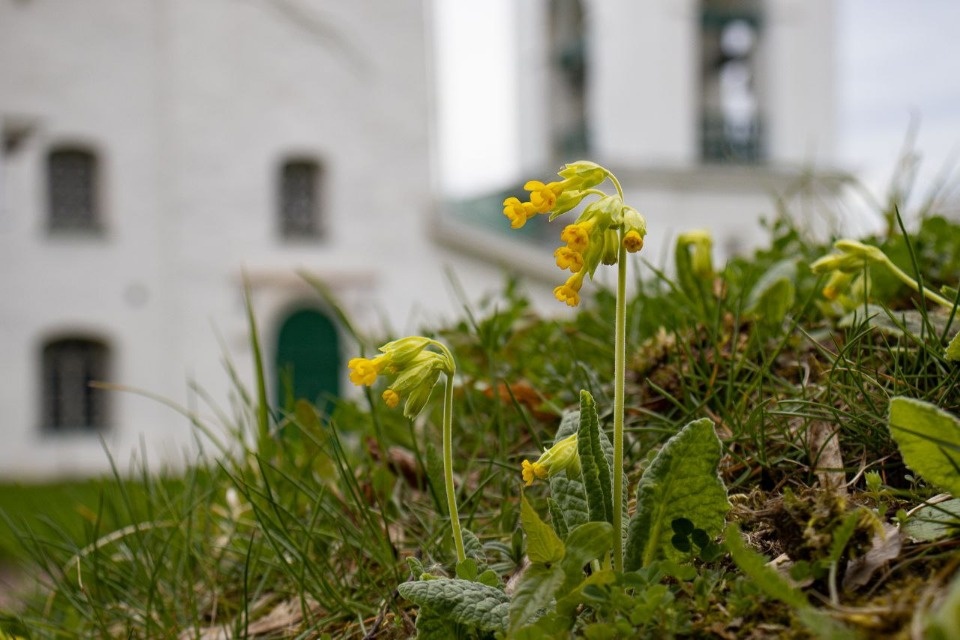 До +15 градусов прогнозируется в Псковской области 3 мая