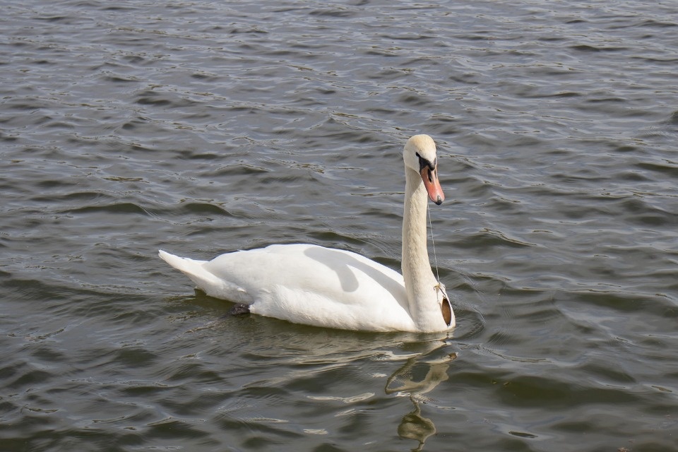 В Изборском музее-заповеднике спасут запутавшегося в рыболовной леске лебедя В Изборском музее-заповеднике спасут запутавшегося в рыболовной леске лебедя