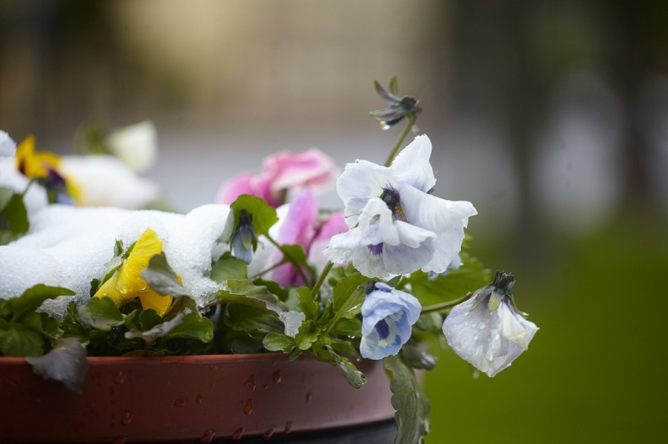Непогоду принесет в Псковскую область атлантический циклон