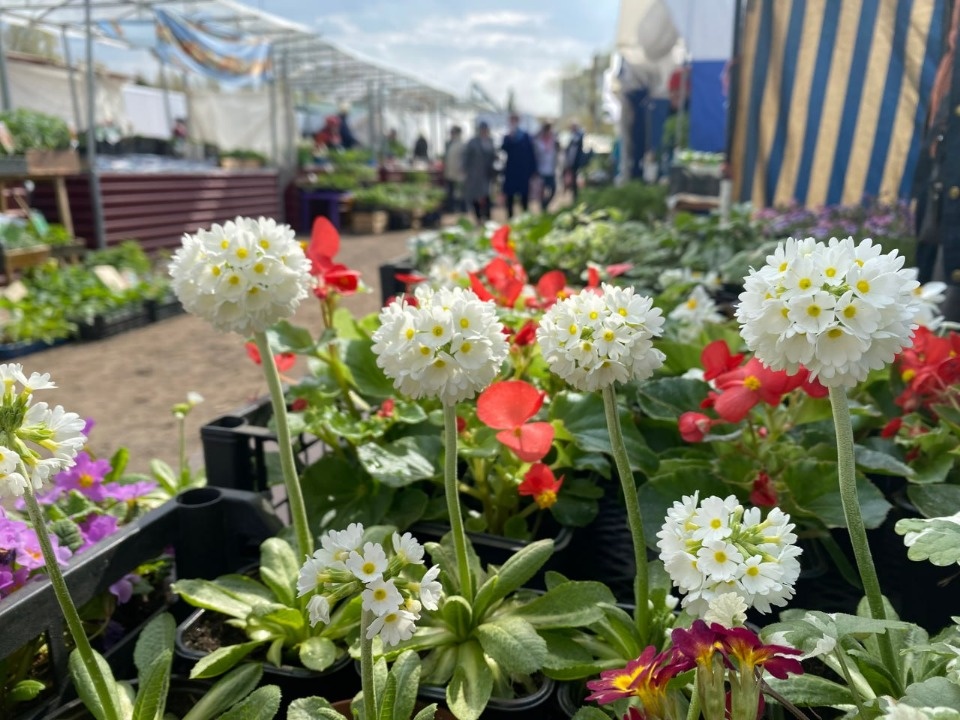 Ежегодная сезонная ярмарка для садоводов и огородников откроется в Пскове 5 мая Ежегодная сезонная ярмарка для садоводов и огородников откроется в Пскове 5 мая