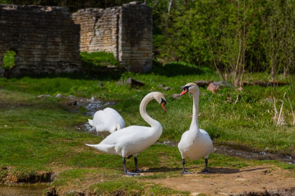 Солнечный день ожидается в Псковской области 9 мая