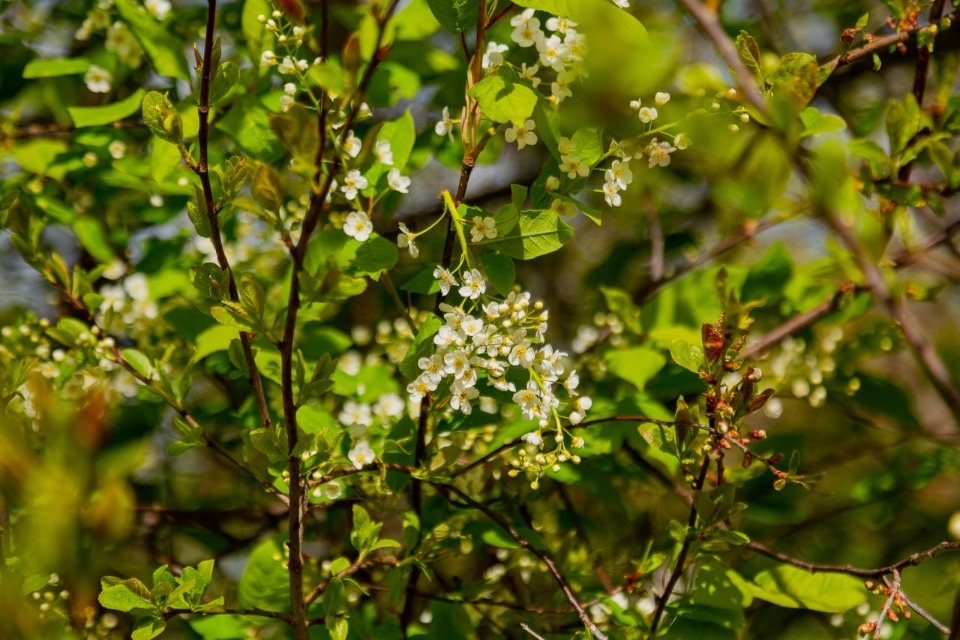 Солнечный и теплый день ожидается в Псковской области 10 мая 