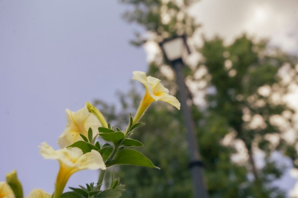 До +23 градусов ожидается в Псковской области 11 мая До +23 градусов ожидается в Псковской области 11 мая