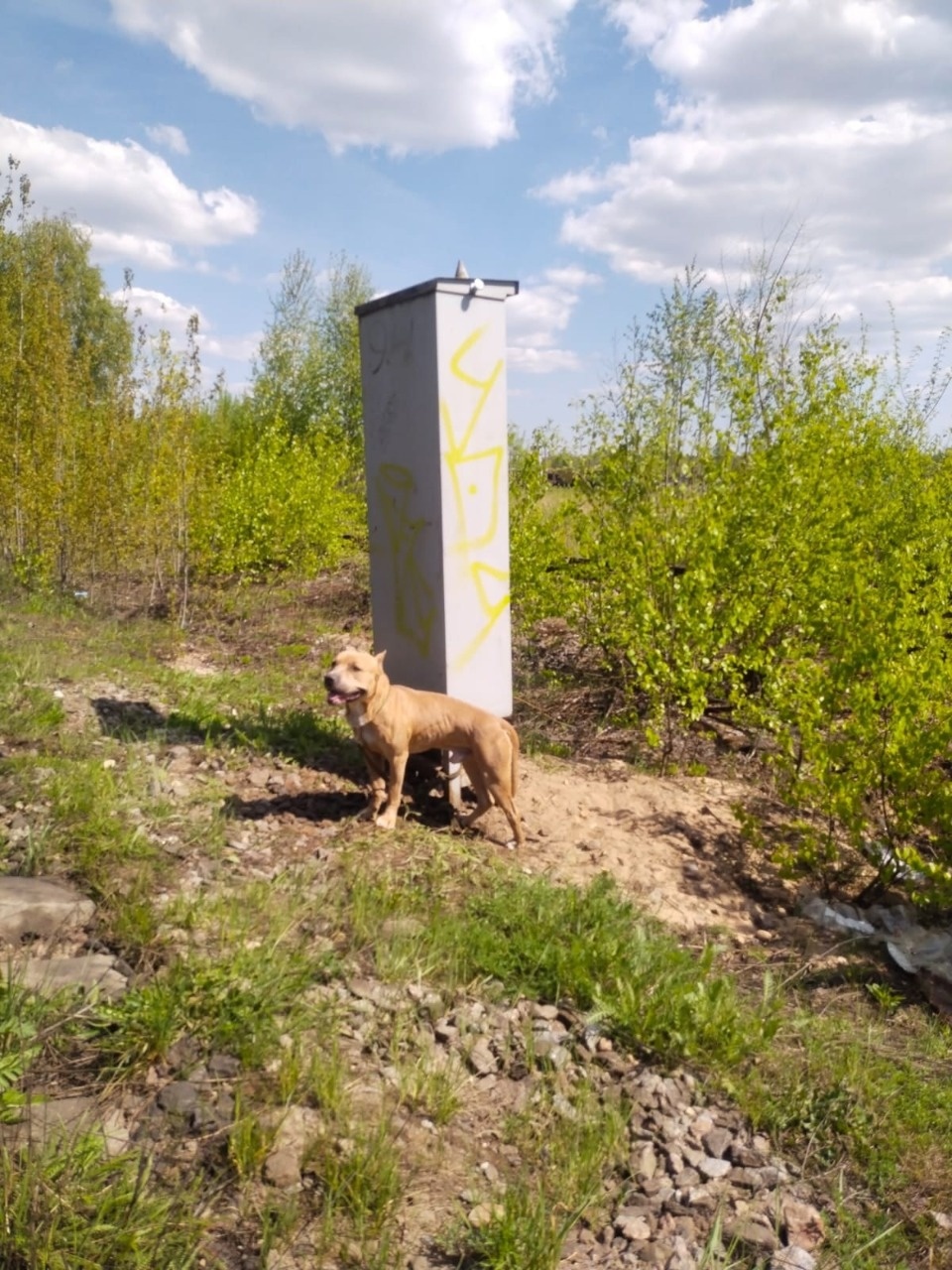 Неизвестные привязали собаку у железнодорожных путей в Псковской области