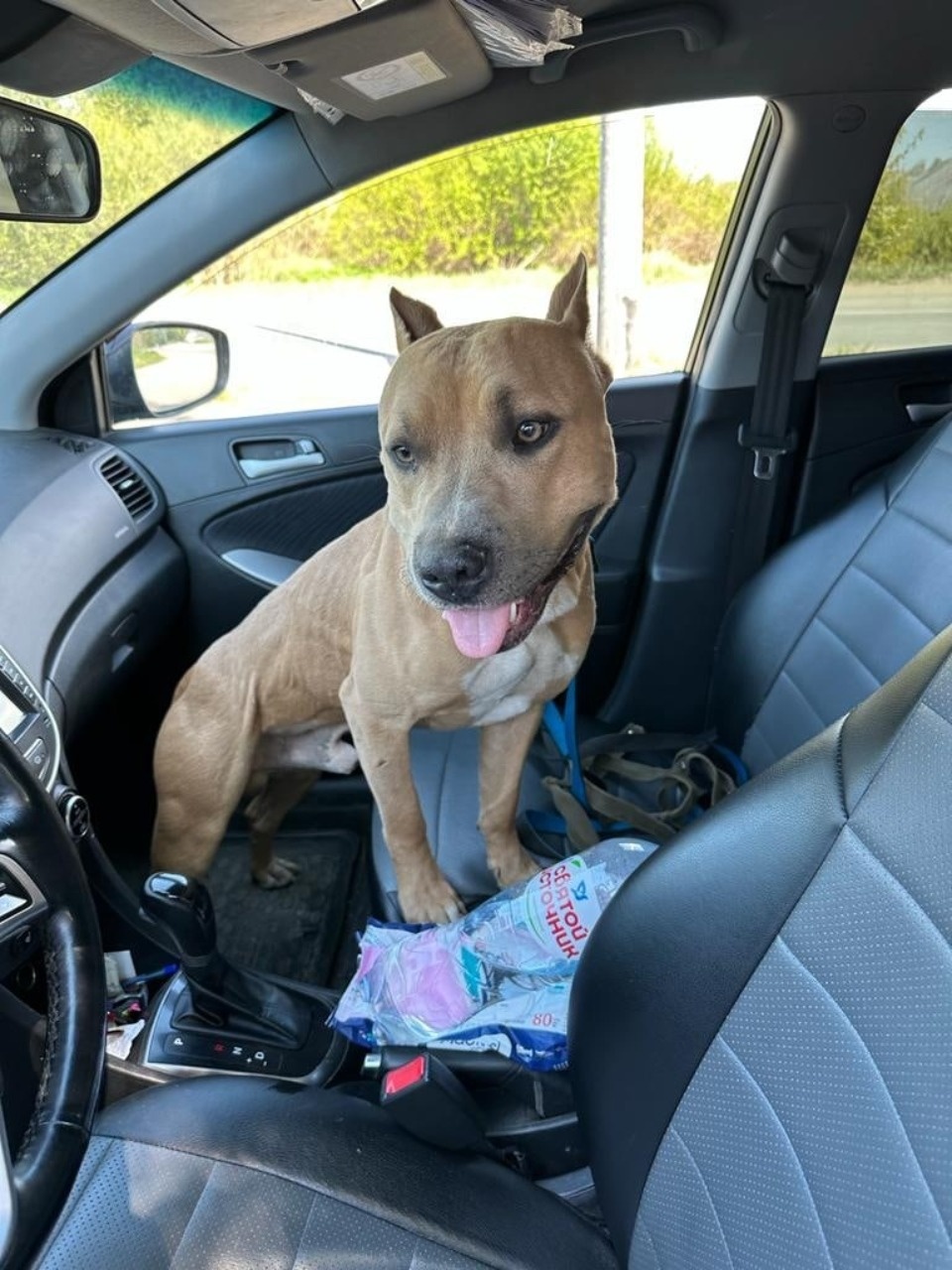 Неизвестные привязали собаку у железнодорожных путей в Псковской области