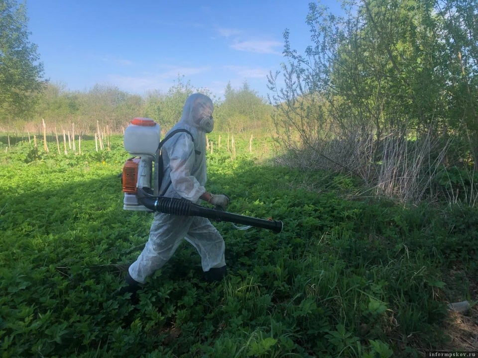 В Пскове стартовала обработка территорий от борщевика