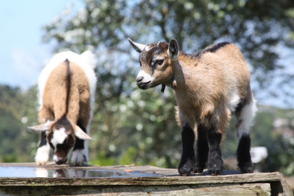 Фермер из печорского Бебешкино получит 25 тысяч рублей за убитых соседскими собаками козлят