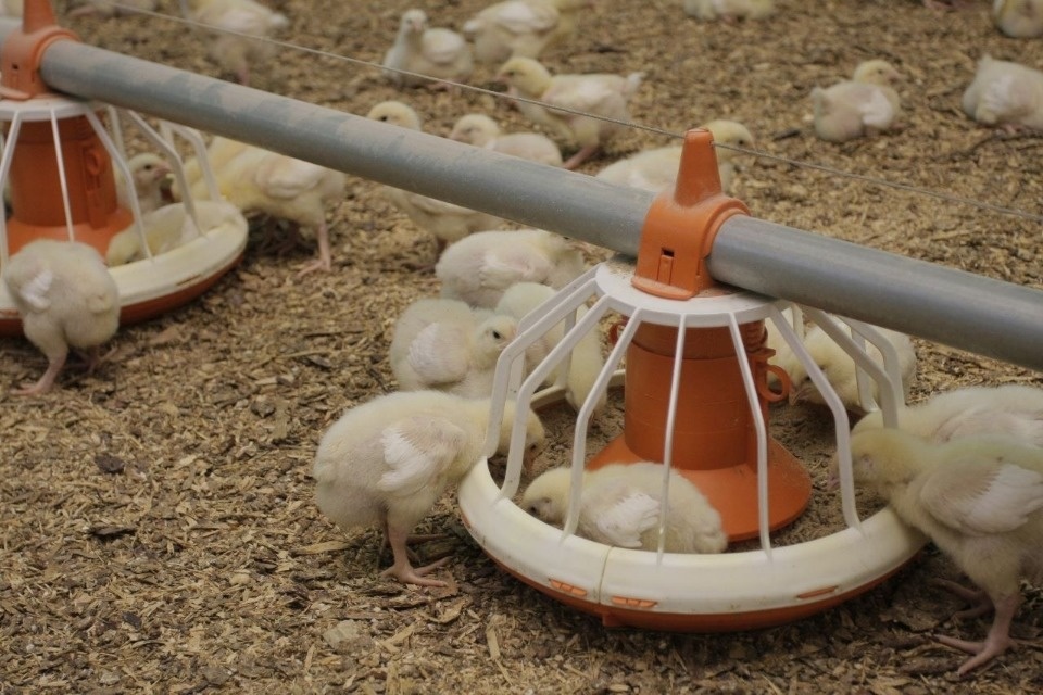 В соседних с Псковской областью регионах выявили высокопатогенный грипп птиц В соседних с Псковской областью регионах выявили высокопатогенный грипп птиц