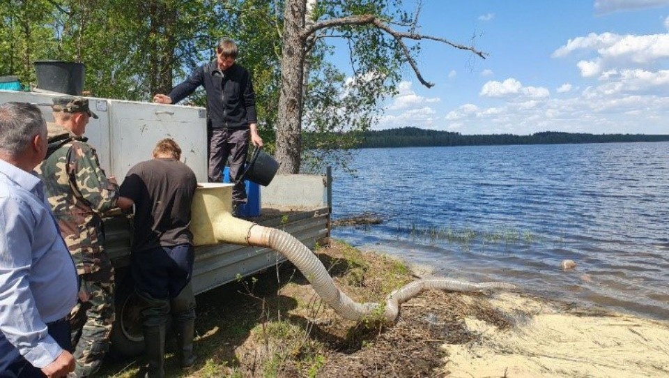 Более 3,6 млн личинок щуки выпустили в озера в Невельском районе