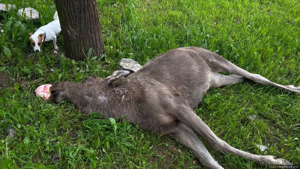 Под Ольгинским мостом в Пскове нашли мертвого лося