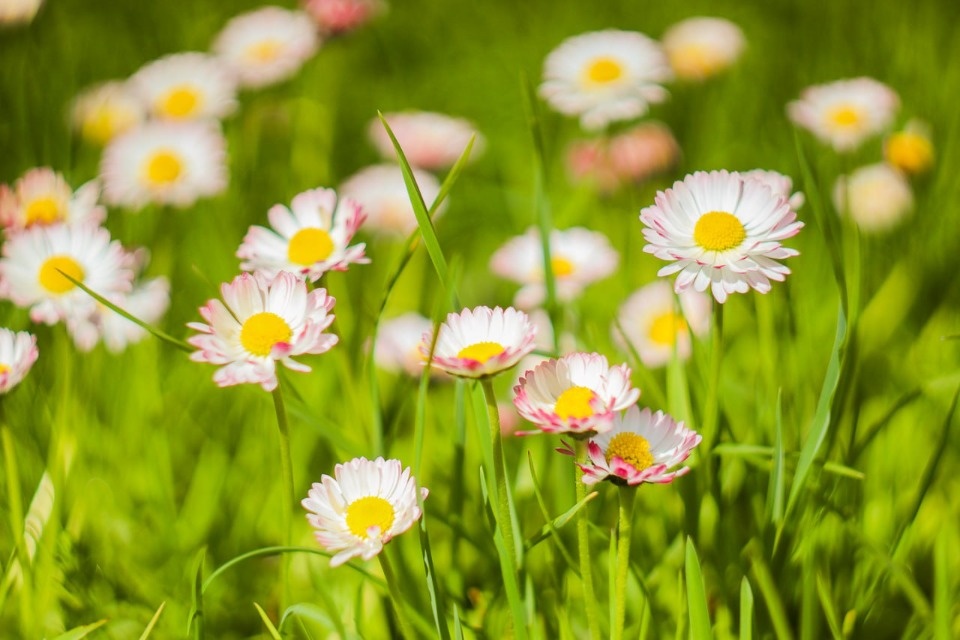 До +25 градусов прогреется воздух в Псковской области 23 мая