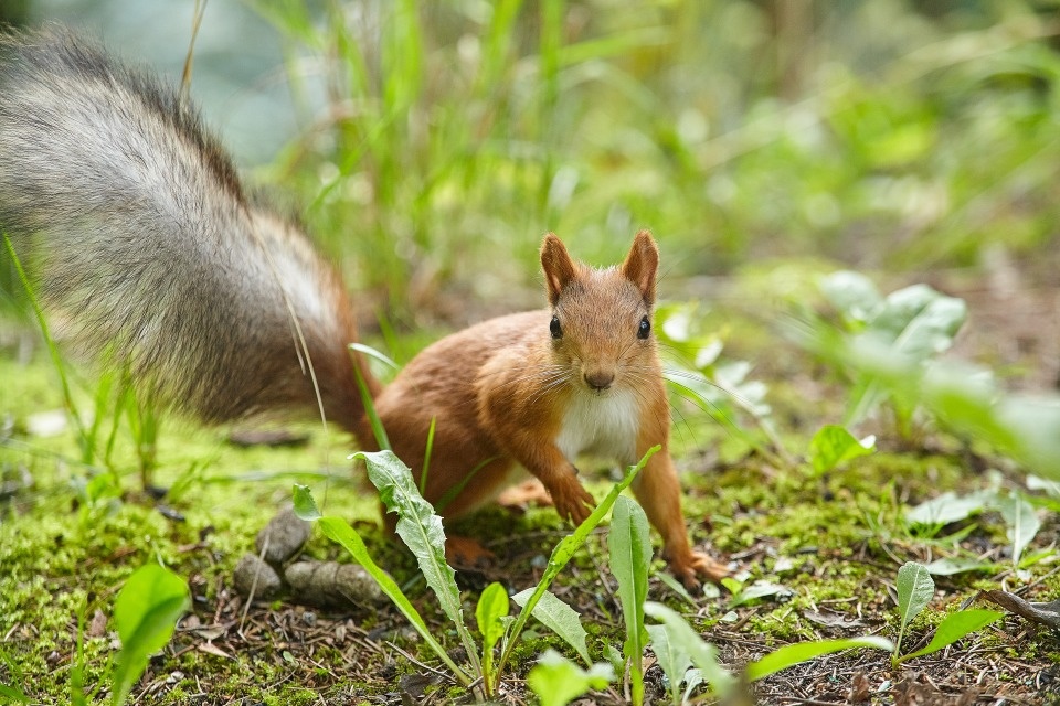 До +27 градусов прогреется воздух в Псковской области 25 мая