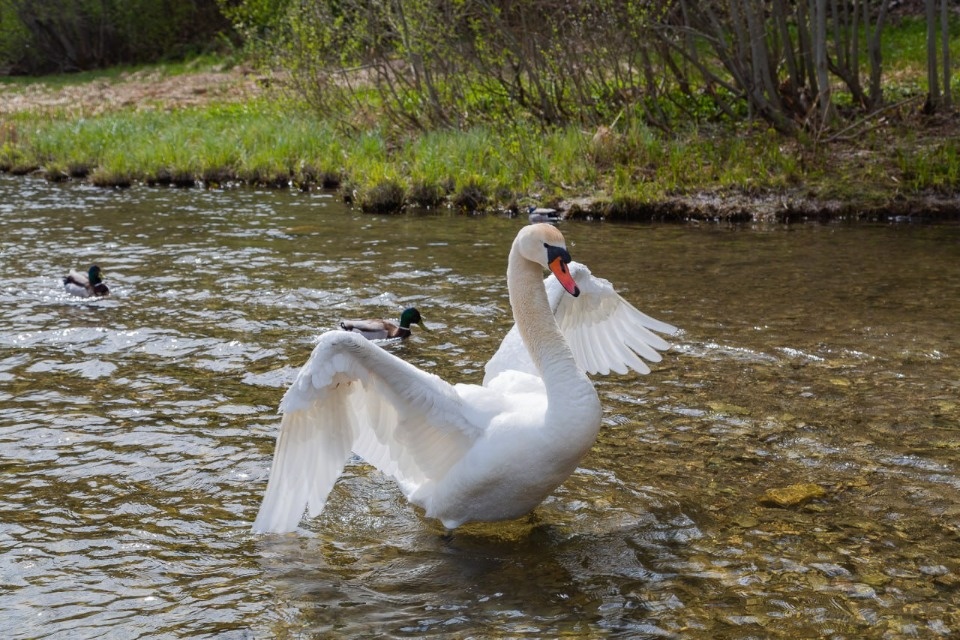До +24 градусов ожидается в Псковской области 26 мая 