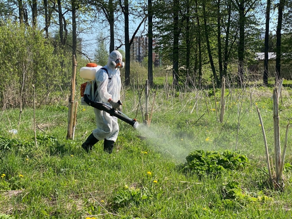 В Пскове активно обрабатывают территории от борщевика Сосновского