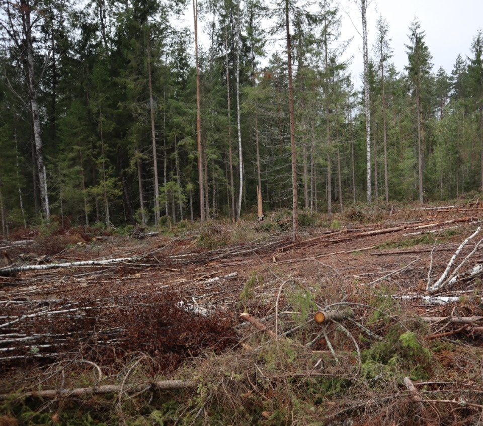 Более 19 млн рублей выплатят псковские лесорубы за незаконный спил деревьев в Гдовском районе