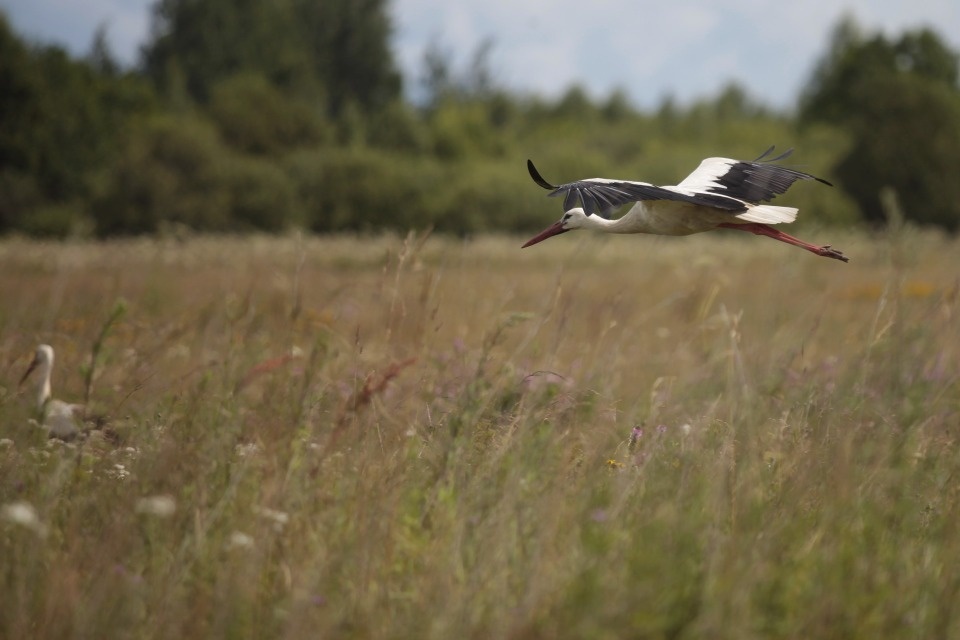 До +20 градусов ожидается в Псковской области 5 июня
