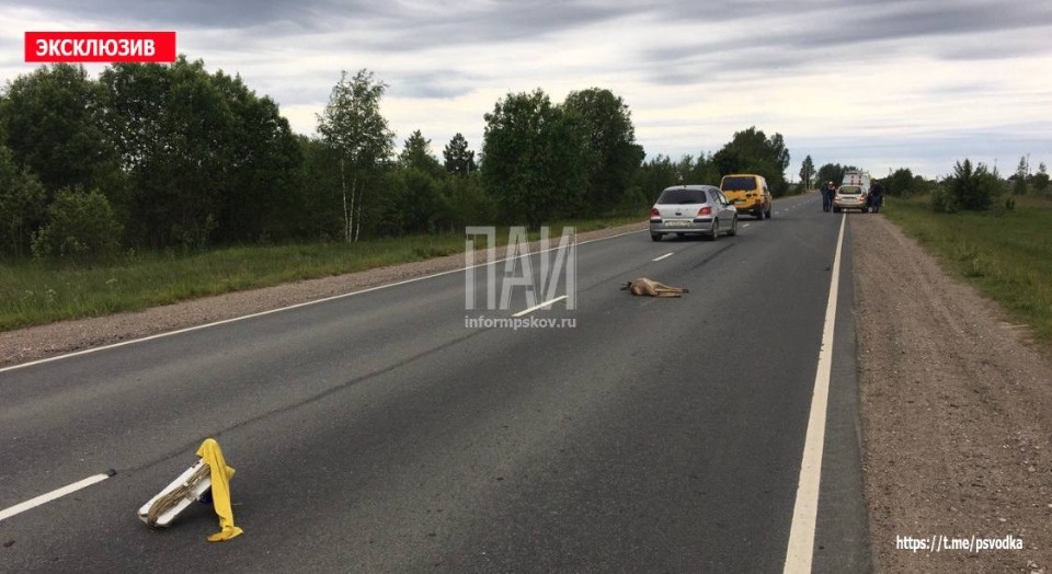  В Псковском районе в результате ДТП погибла косуля 