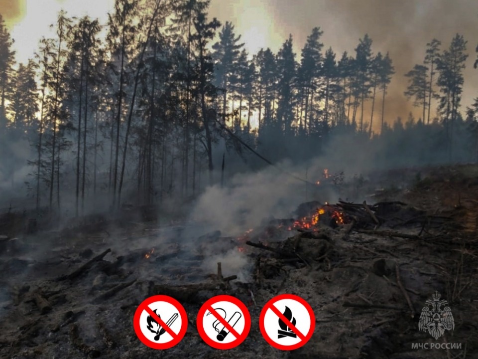 В Псковской области ввели особый противопожарный режим