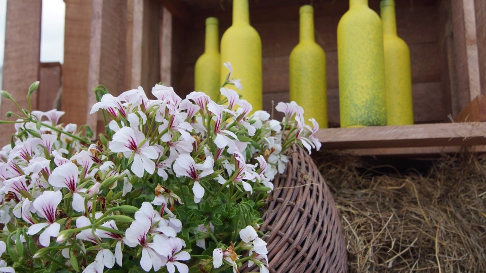 Вкус «Винограда»