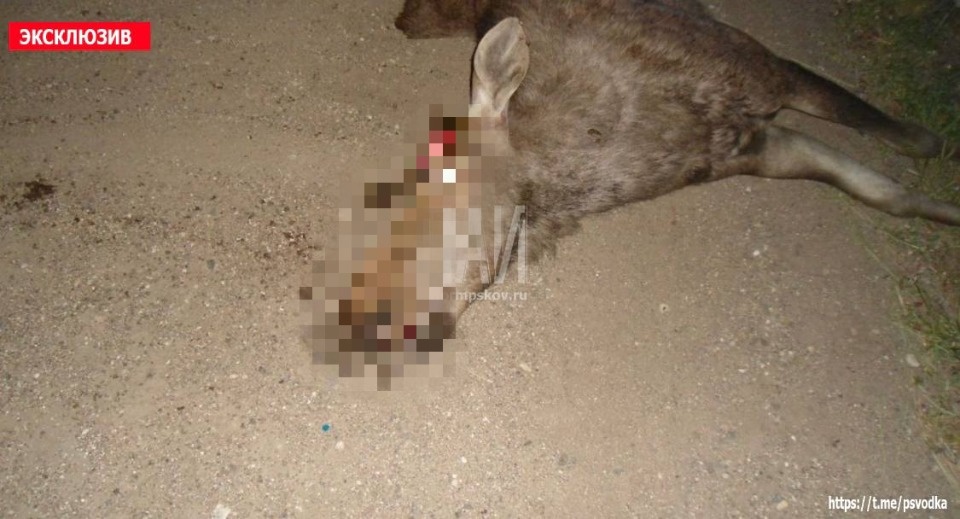 ДТП с участием лося произошло в Опочецком районе ДТП с участием лося произошло в Опочецком районе