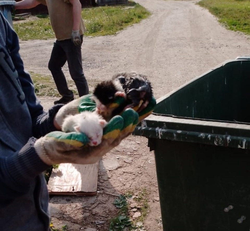 Трех новорожденных котят спасли сотрудники «Экопрома» в Тямше