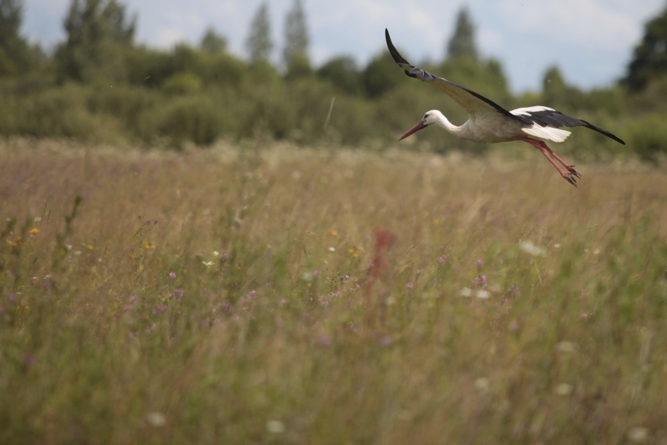 До +24 градусов ожидается в Псковской области 26 июня