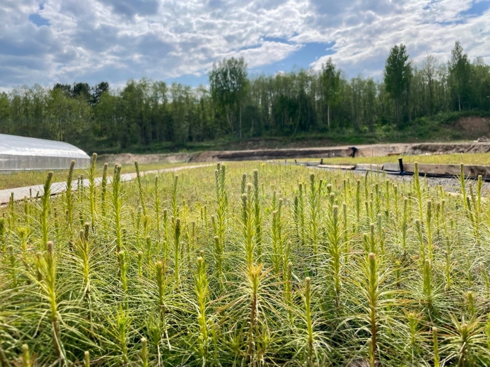 В Псковской области могут учредить звание «Заслуженный работник лесного хозяйства» В Псковской области могут учредить звание «Заслуженный работник лесного хозяйства»