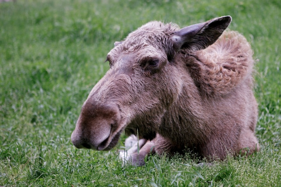 До +26 градусов ожидается в Псковской области 29 июня