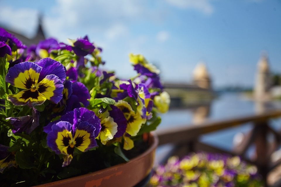 День без осадков ожидает жителей Псковской области 10 июля День без осадков ожидает жителей Псковской области 10 июля