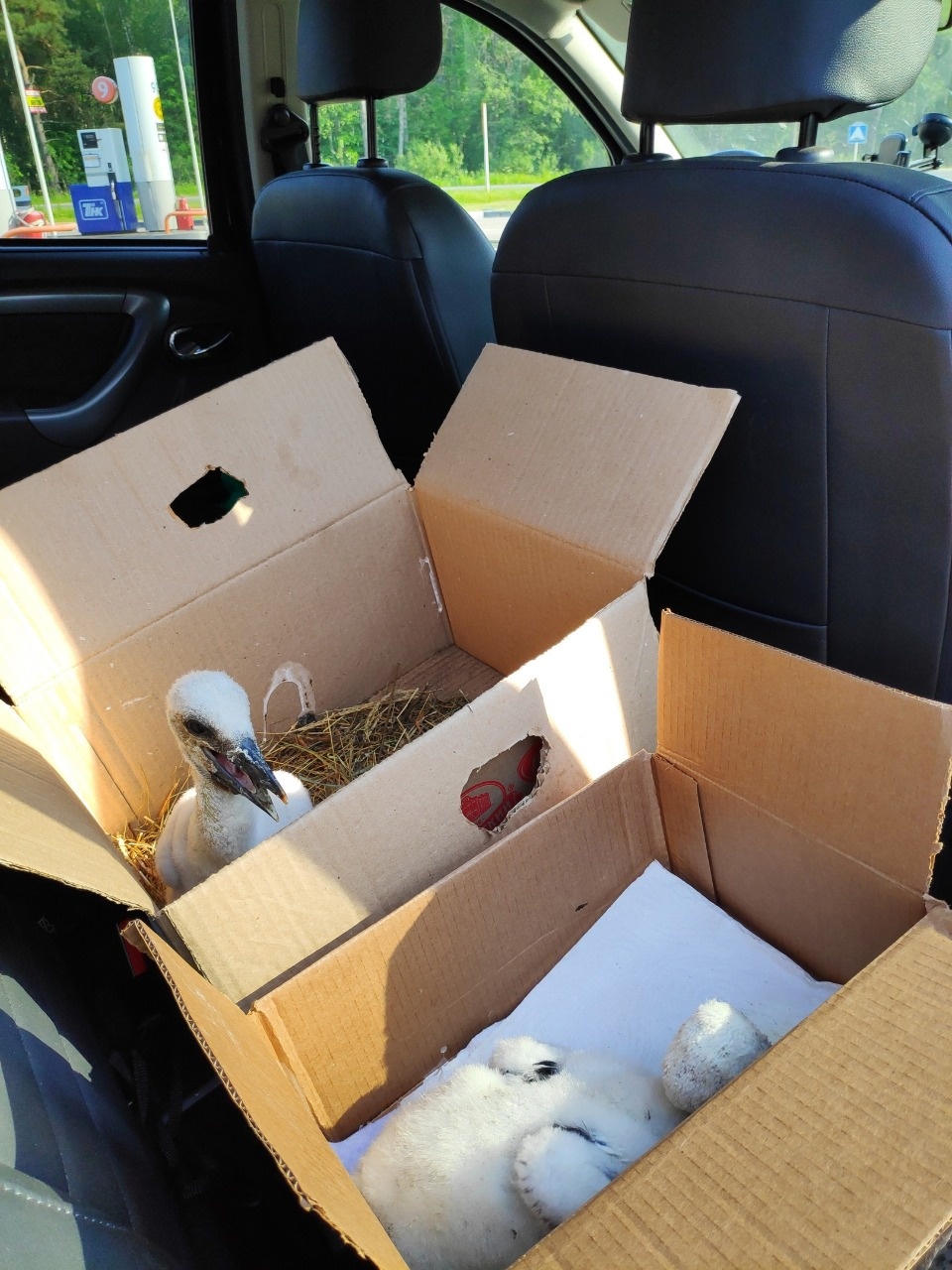 В Псковской области спасли двух выпавших из гнезда аистят В Псковской области спасли двух выпавших из гнезда аистят