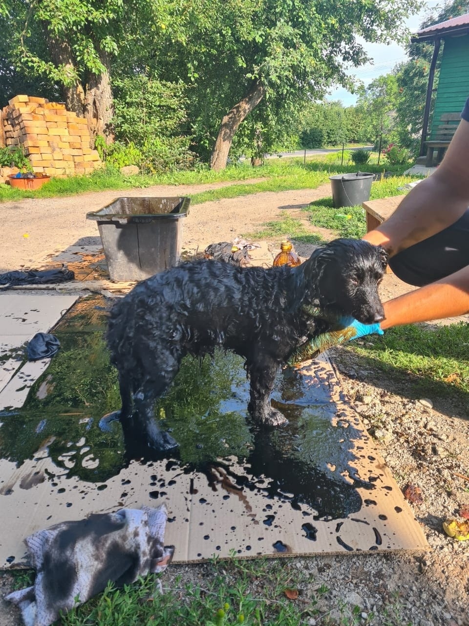 В Пушкиногорском районе обнаружили попавшую в битум собаку