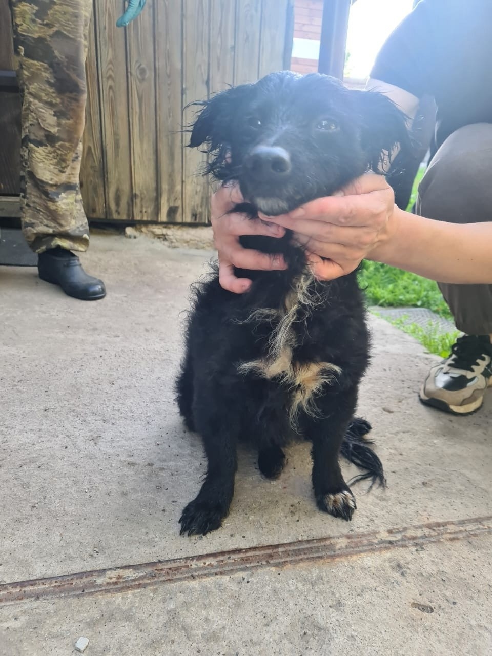 В Пушкиногорском районе обнаружили попавшую в битум собаку