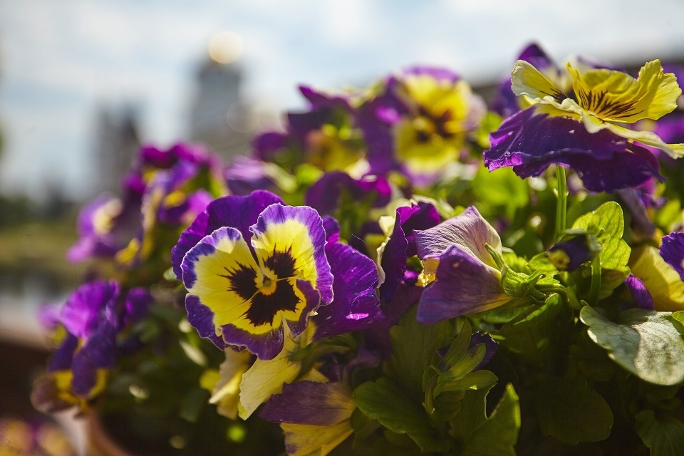 Кратковременный дождь пройдет в Псковской области 25 июля