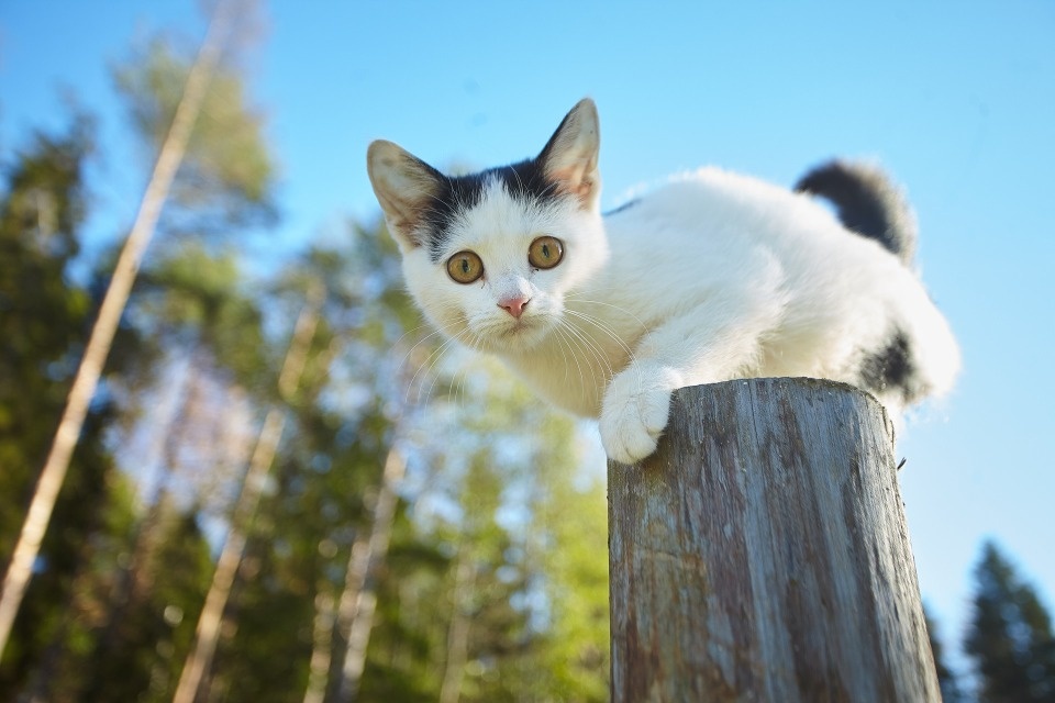 До +24 градусов ожидается в Псковской области 27 июля До +24 градусов ожидается в Псковской области 27 июля
