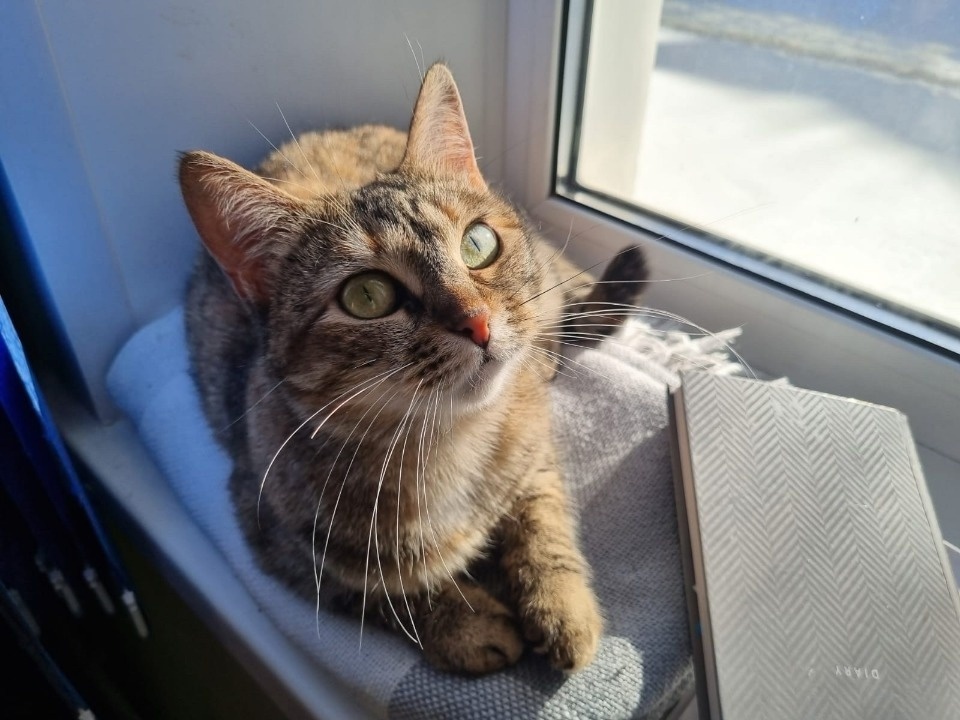 В Пскове нашли похищенную из Городского культурного центра кошку Машу В Пскове нашли похищенную из Городского культурного центра кошку Машу